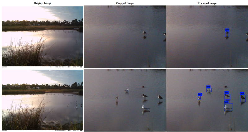 File:Example bird counts.png